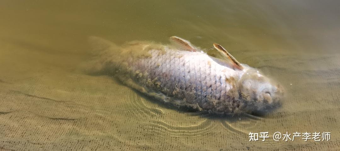 当你看到鱼身上的白毛时,就能够证明这种疾病已经存在很长时间了.