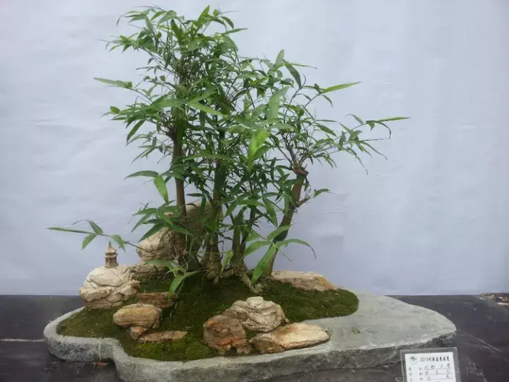 罗汉竹盆景的造型与鉴赏 - 知乎