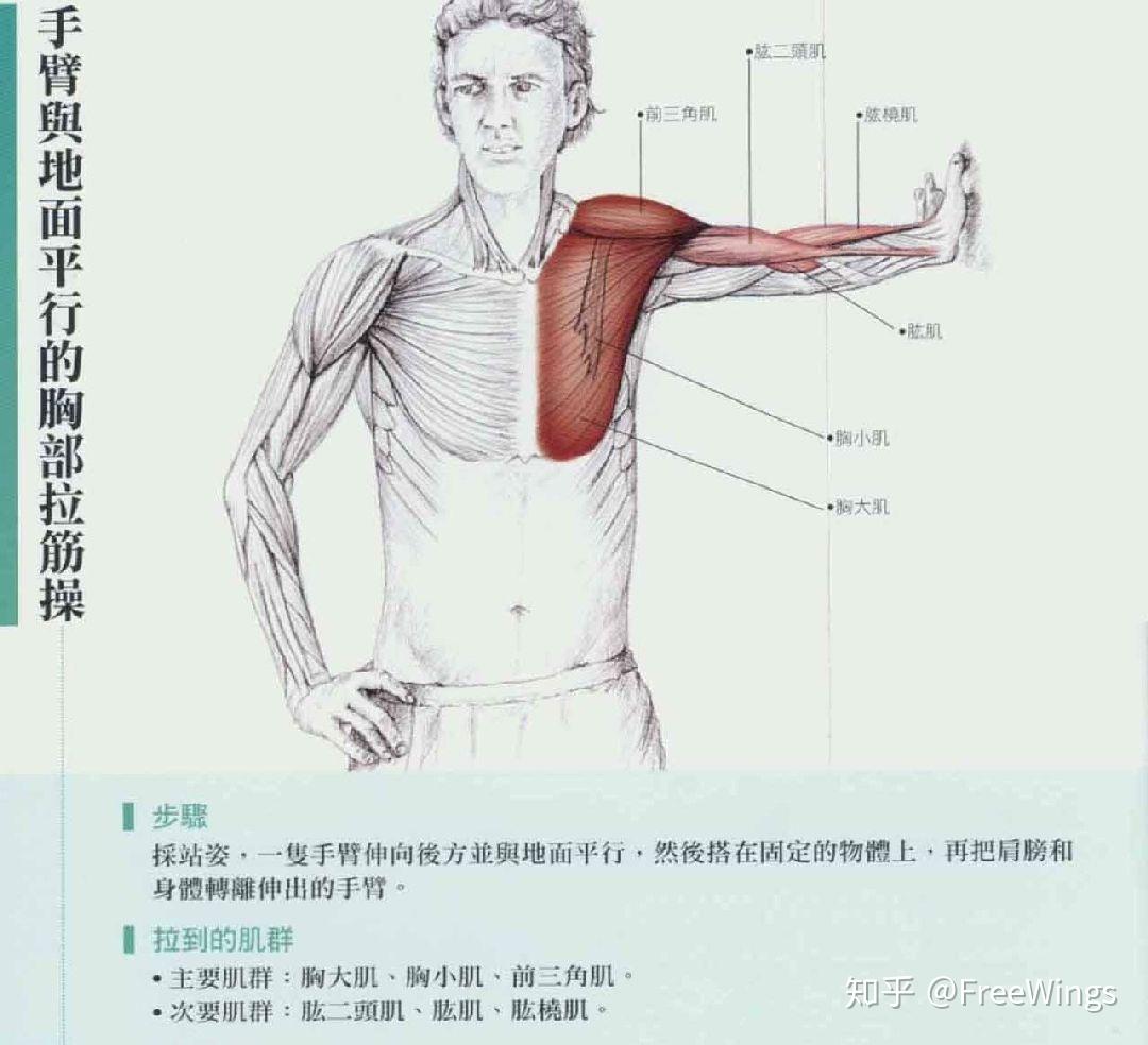 拉伸延長 在縮短的肌群胸肌&三角肌前束背闊肌大圓肌&肩胛下肌2.