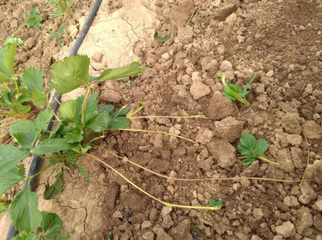 草莓匍匐茎育苗常见问题汇总! - 知乎