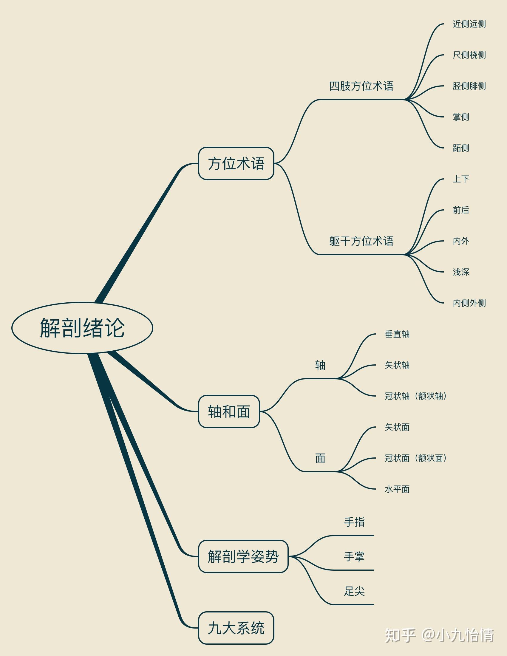 系统解剖学思维导图1绪论