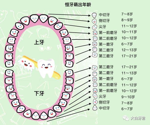 和乳牙萌出類似,恆牙的萌出也是有一定時間和規律的.