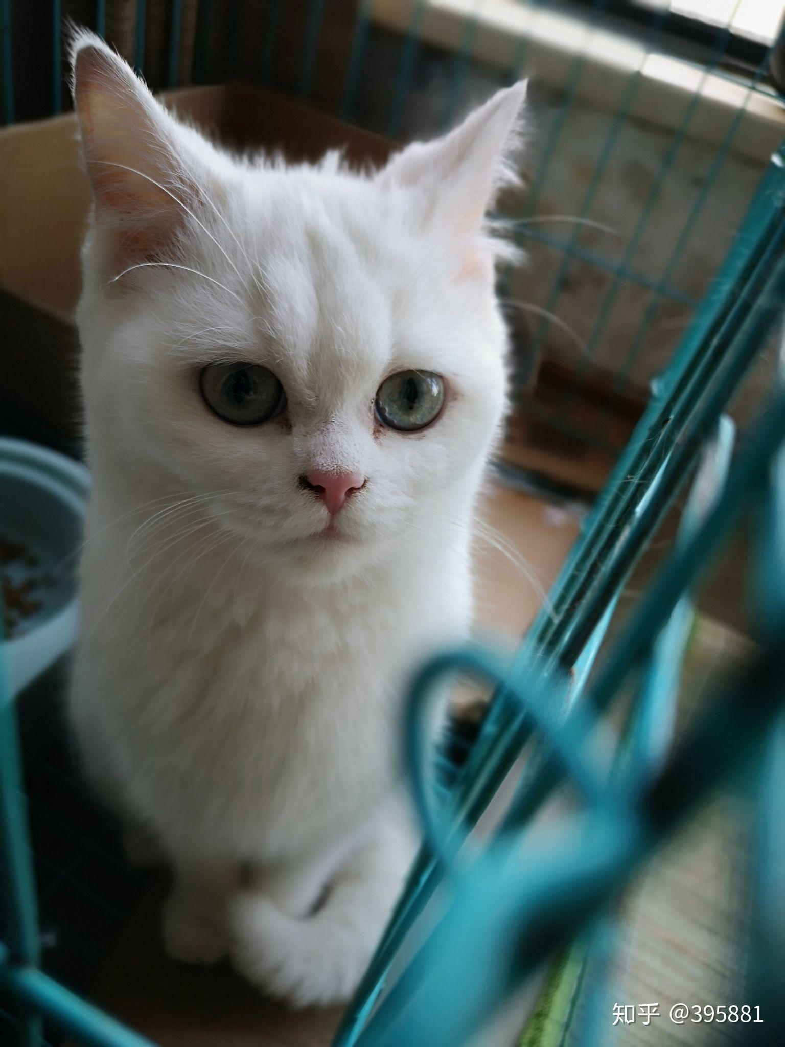 这是什么猫咪啊英短纯白