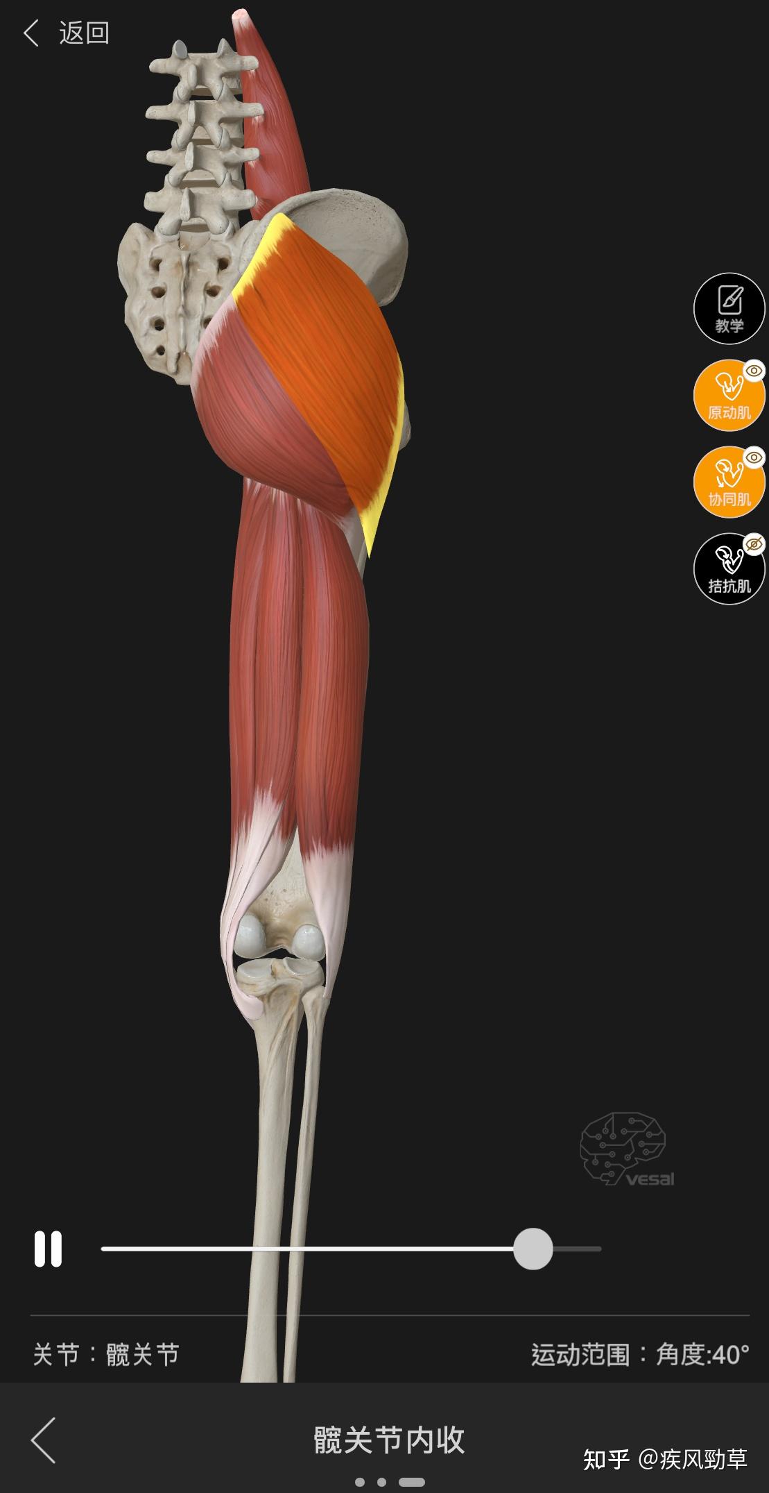 功能:臀大肌起自髂骨,骶骨和尾骨的后外面及骶结节韧带,止于髂胫束和