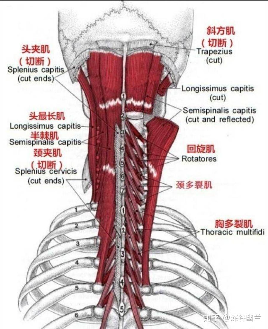 颈丛神经、肌肉与运动 - 知乎