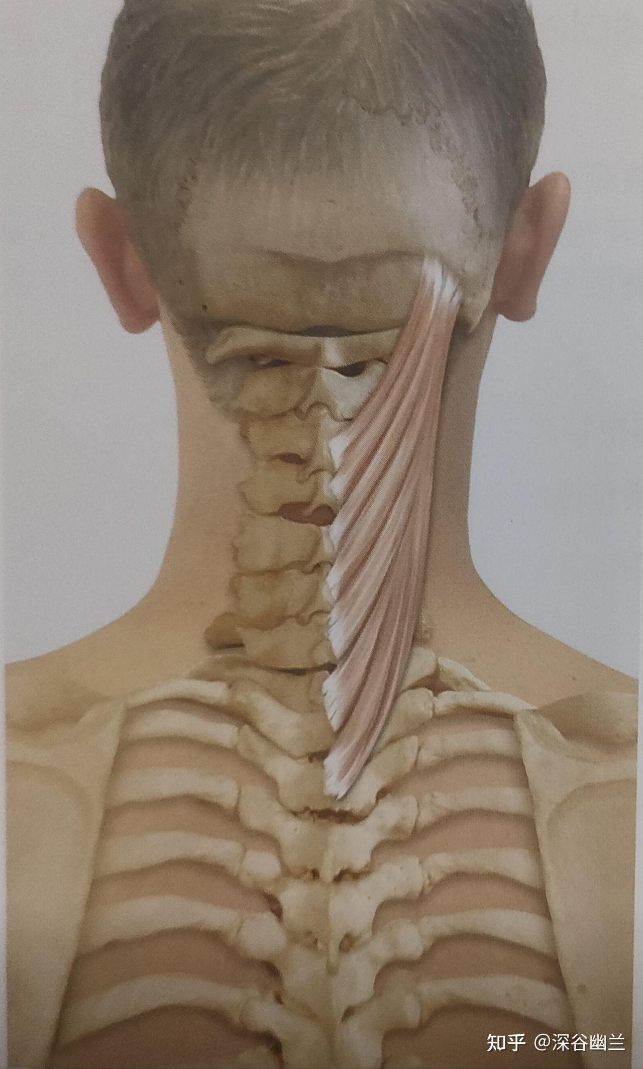 痛,从项韧带的下1/2,第7颈椎到第3胸椎的棘突按摩至颞骨乳突,上项线