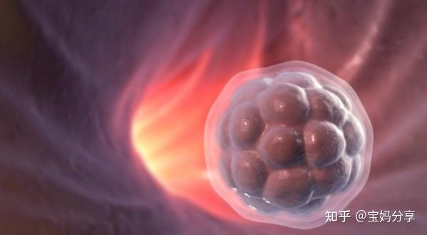 鲜胚移植不着床会体内存活几天才能排出! - 知乎