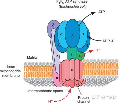 ATP合成酶:宏伟的分子机器—大师的杰作 - 知乎