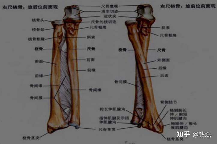 桡骨分水岭解剖图图片