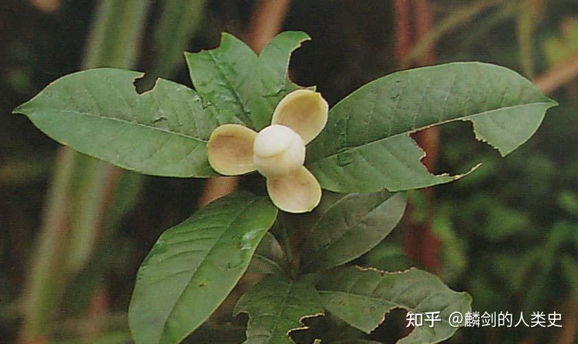 【植物界全系列】木兰科—木兰亚科（中）：玉兰 - 知乎