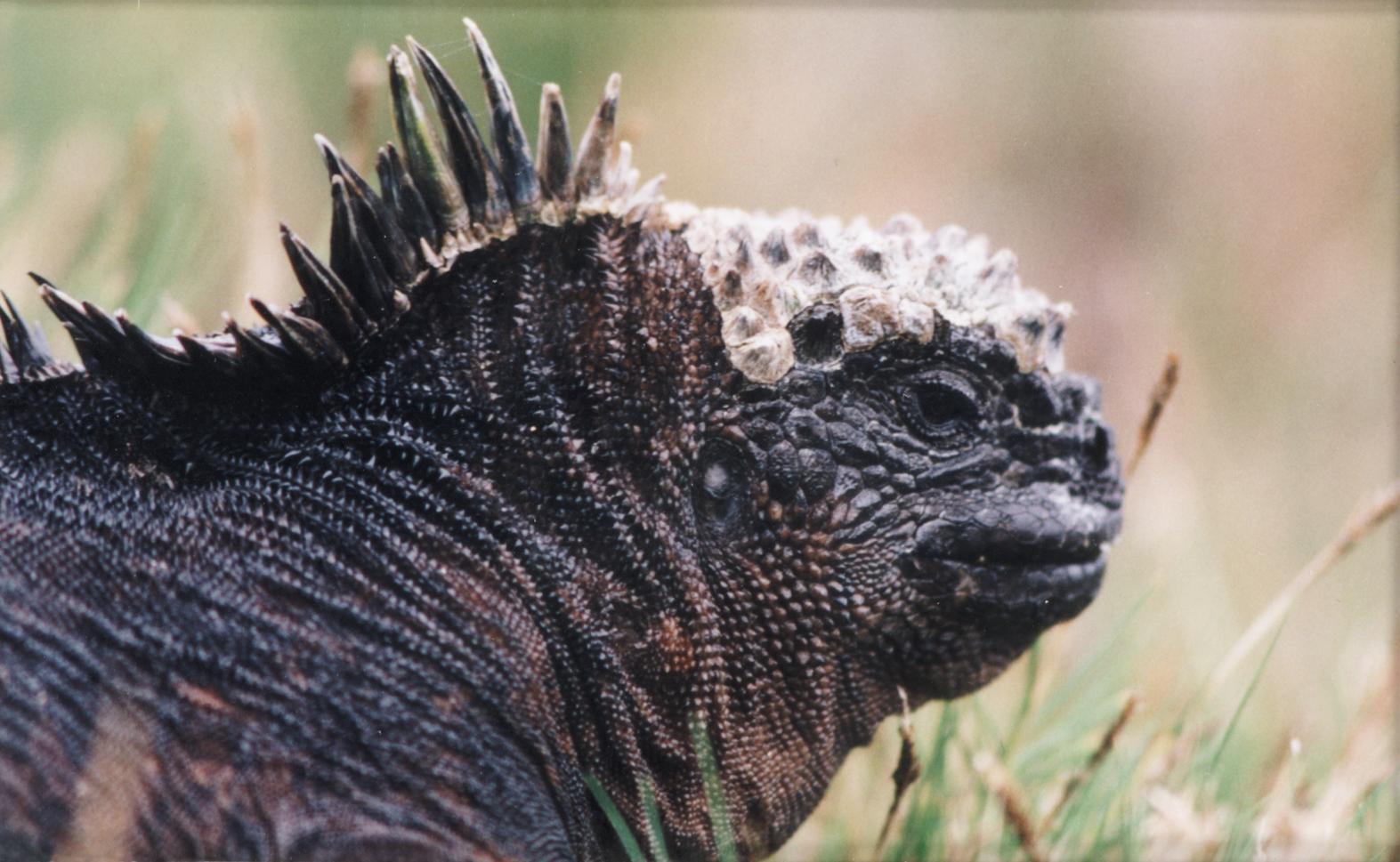 名里有鬣就凶残丑恶鬣蜥谁说的我很丑但是我很温柔