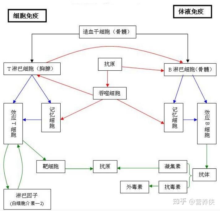 免疫调节示意图图片