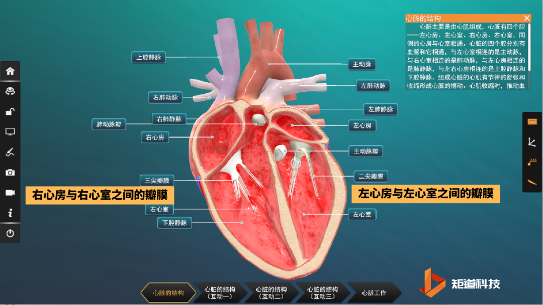 [vr/3d人体视窗]生命的引擎室-心脏的运转机制是怎样的? - 知乎