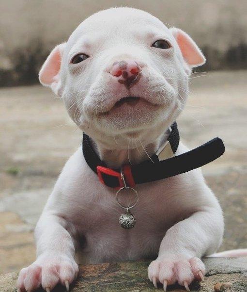 狗子们啥把你乐成这样看你笑得一脸蠢萌