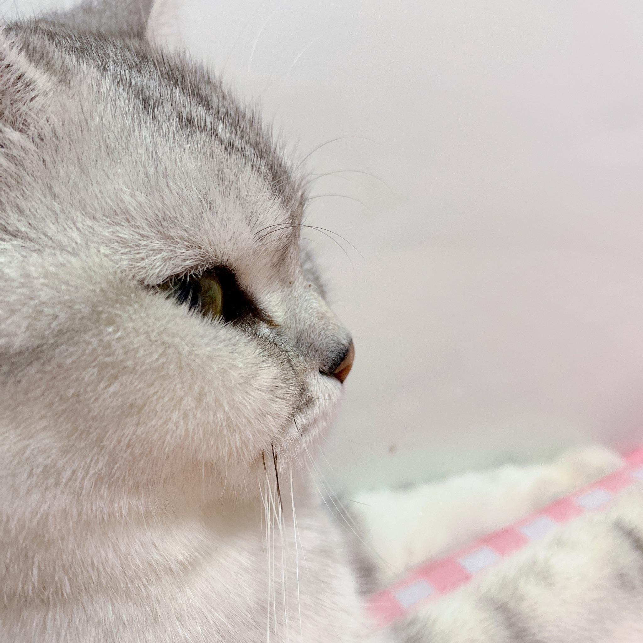 可以看一下你们的猫咪侧颜嘛?