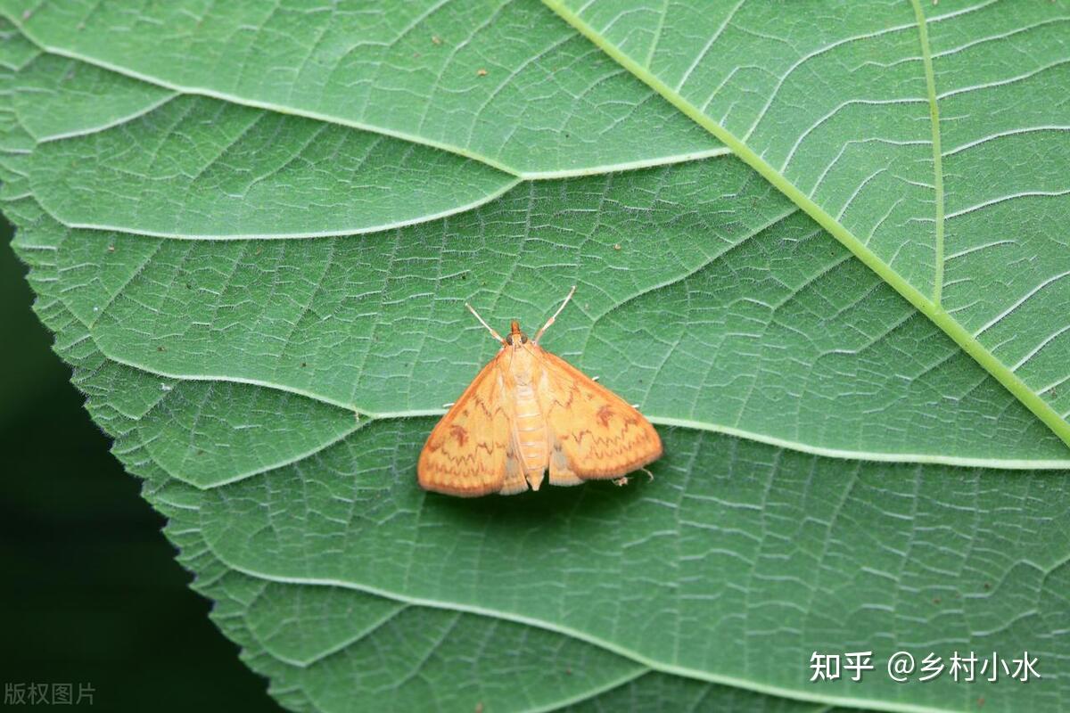 玉米螟对玉米植株的生长危害大,对于这种虫害我们要以预防为主,这样