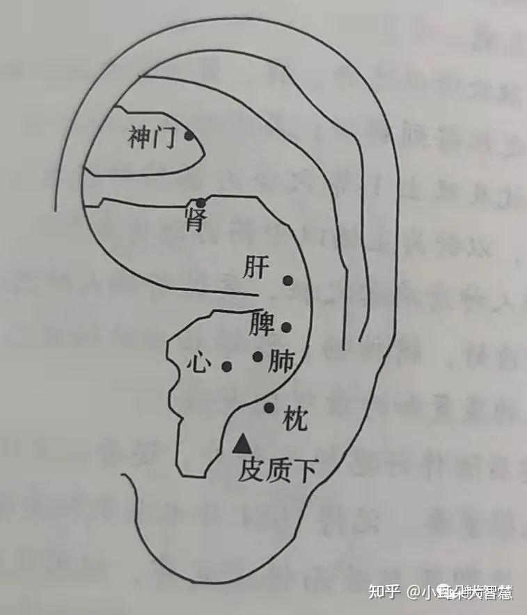 耳朵肝的准确位置图片图片