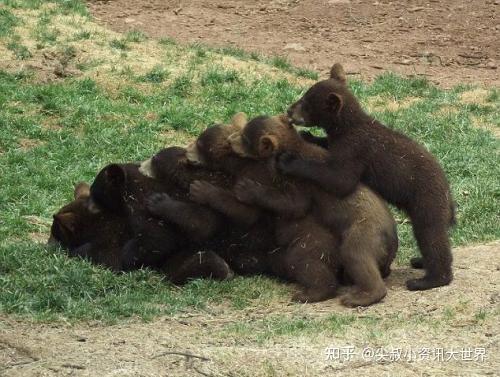 不重要也必要知道的知识熊有尾巴吗