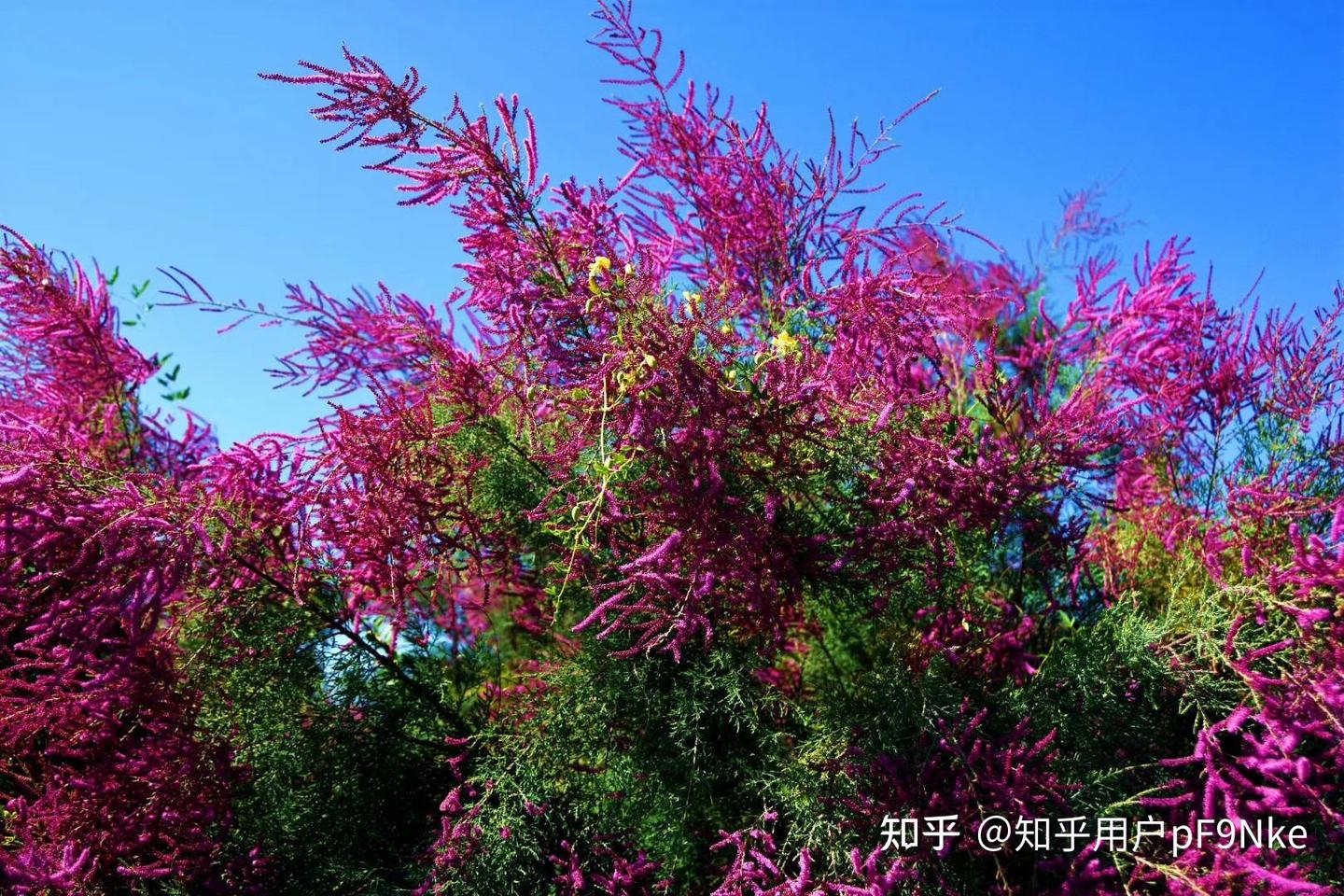 红柳花红 - 知乎