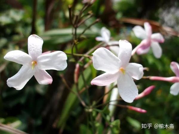 一日一花一诗 素馨花 知乎