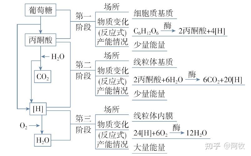 高中生物必修一呼吸作用和光合作用怎麼學?