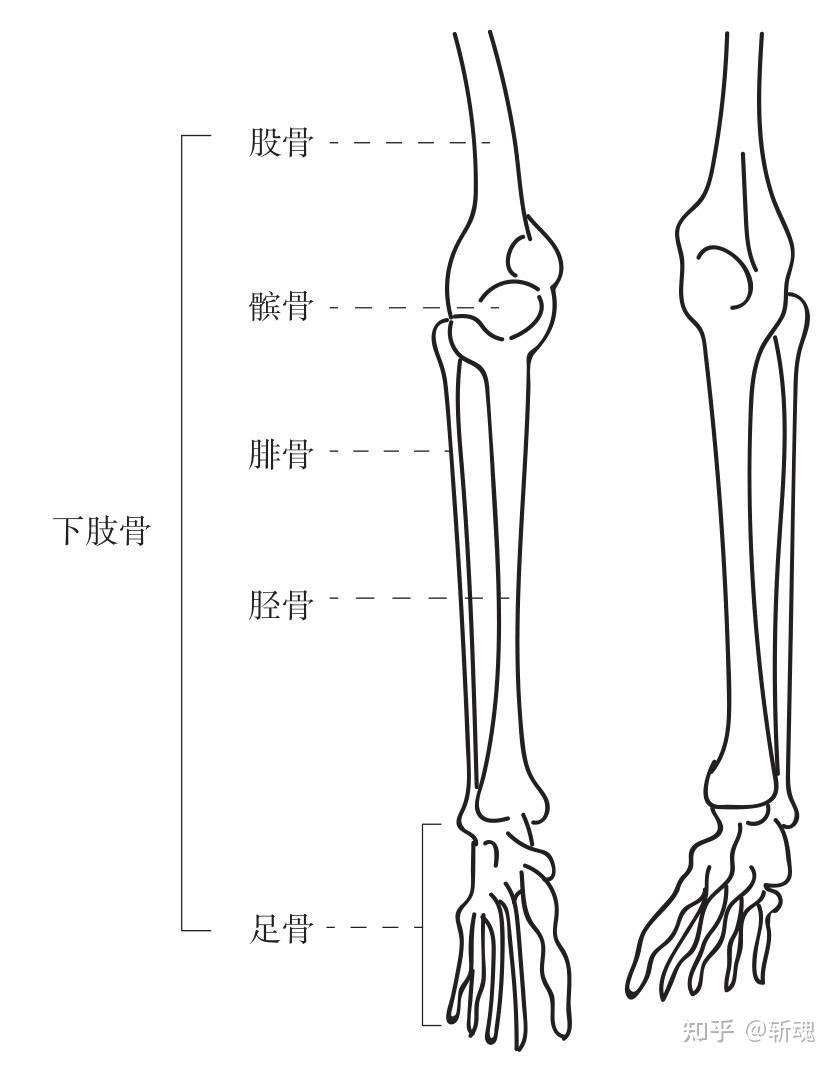 胫骨的体表标志图片