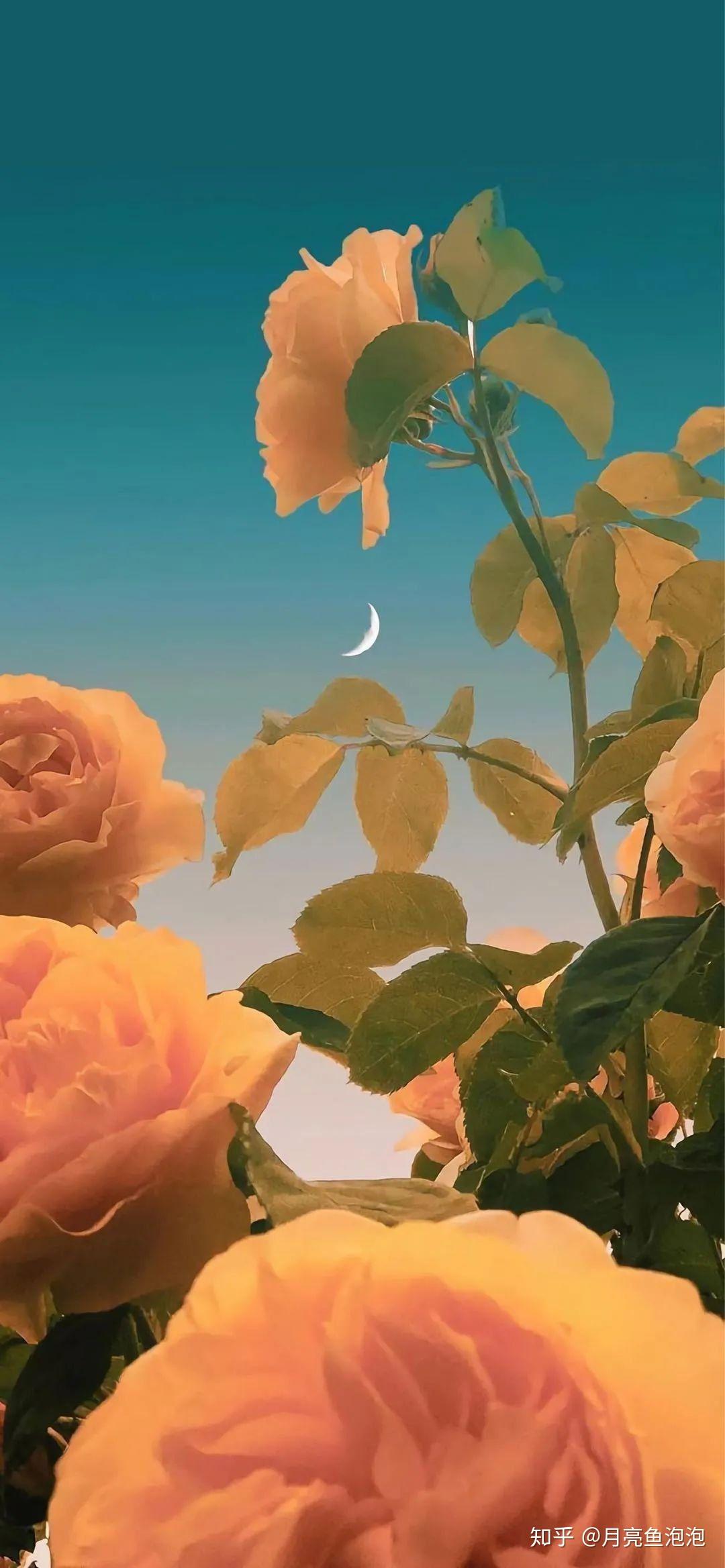 谁有意境的文艺壁纸 手机的 我只想白瓢各位? - 知乎