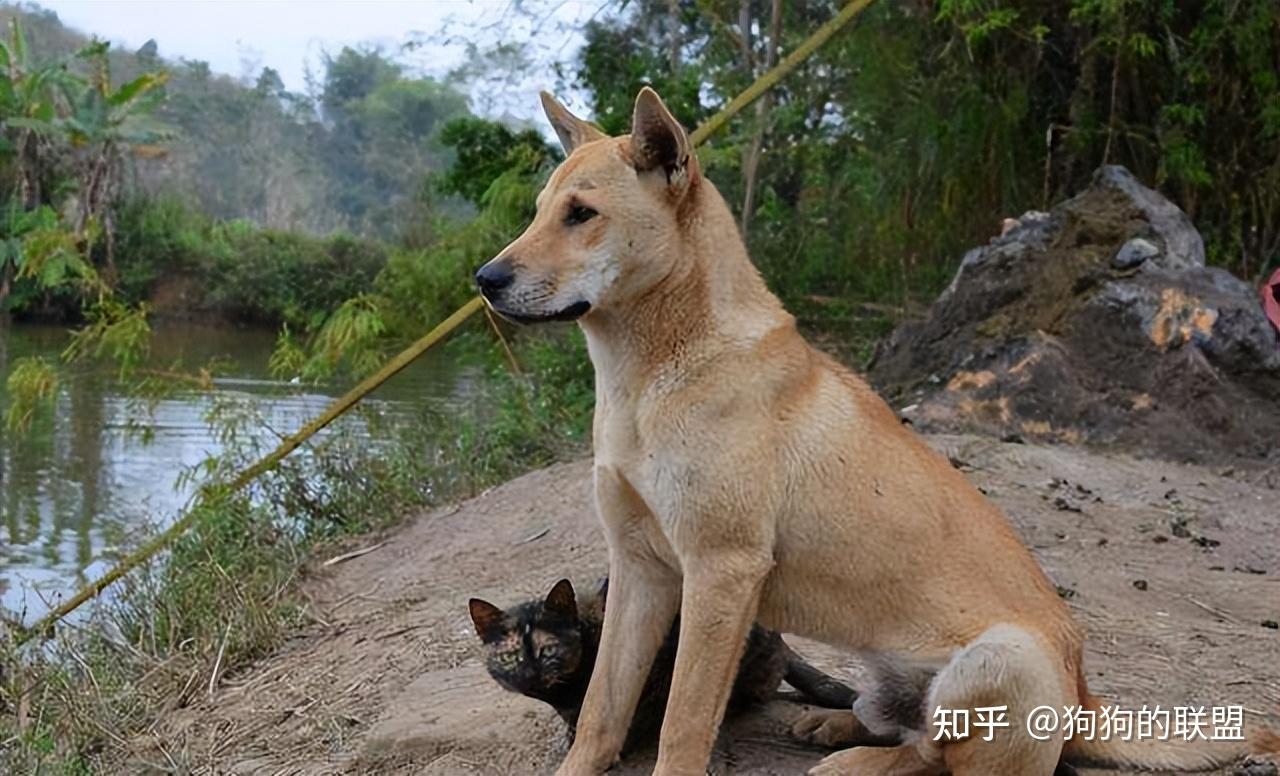 同样是土狗为何中华田园犬比不上柴犬我来告诉你原因