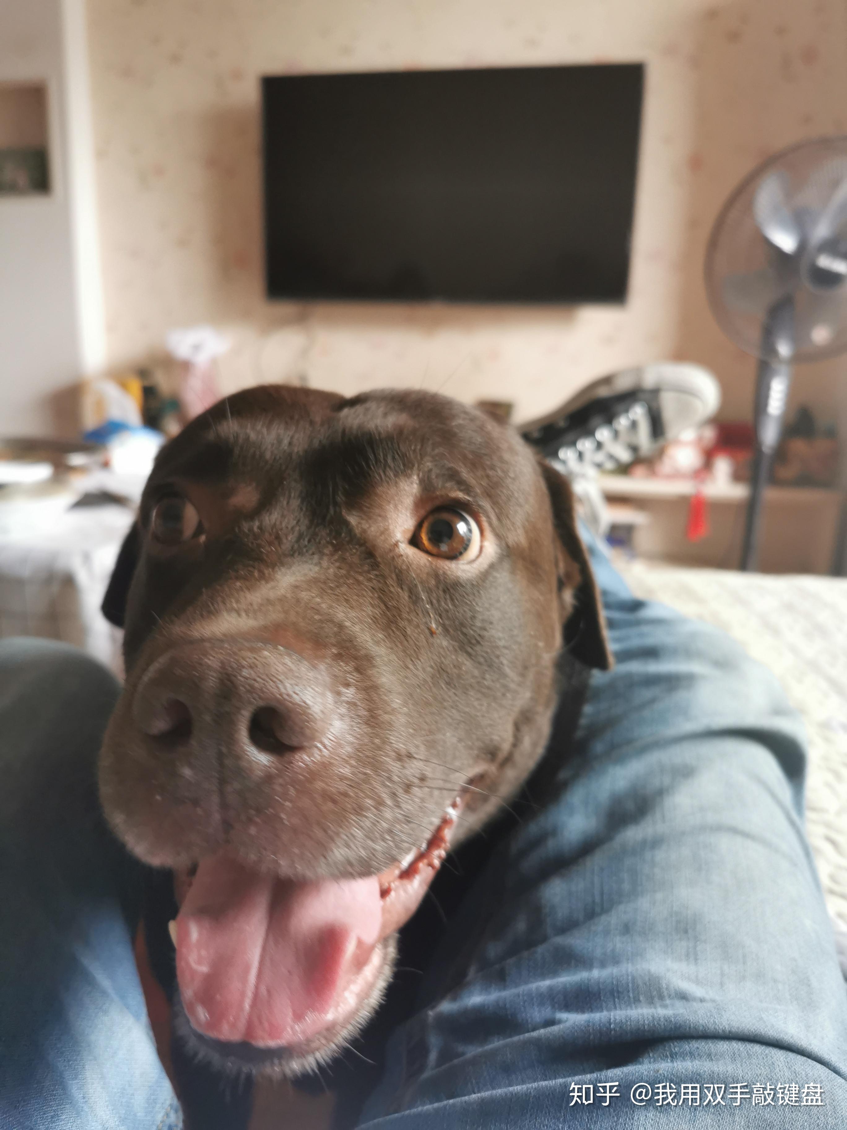 为什么有的狗的耳朵是垂挂着的有的狗的耳朵是竖立着的