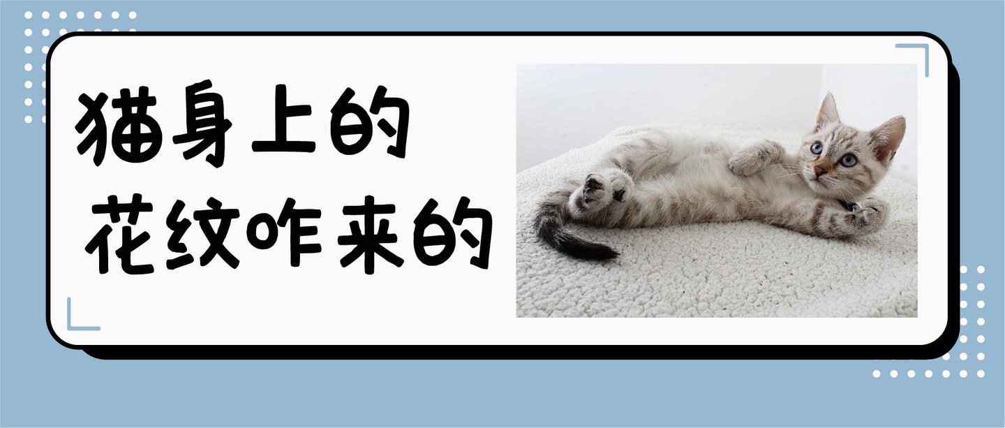 猫咪身上的不同花纹都是怎么来的 知乎