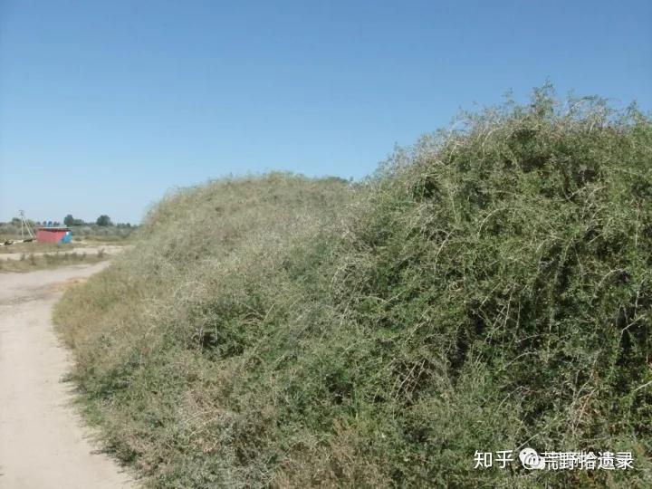 超旱生白刺属植物 - 知乎