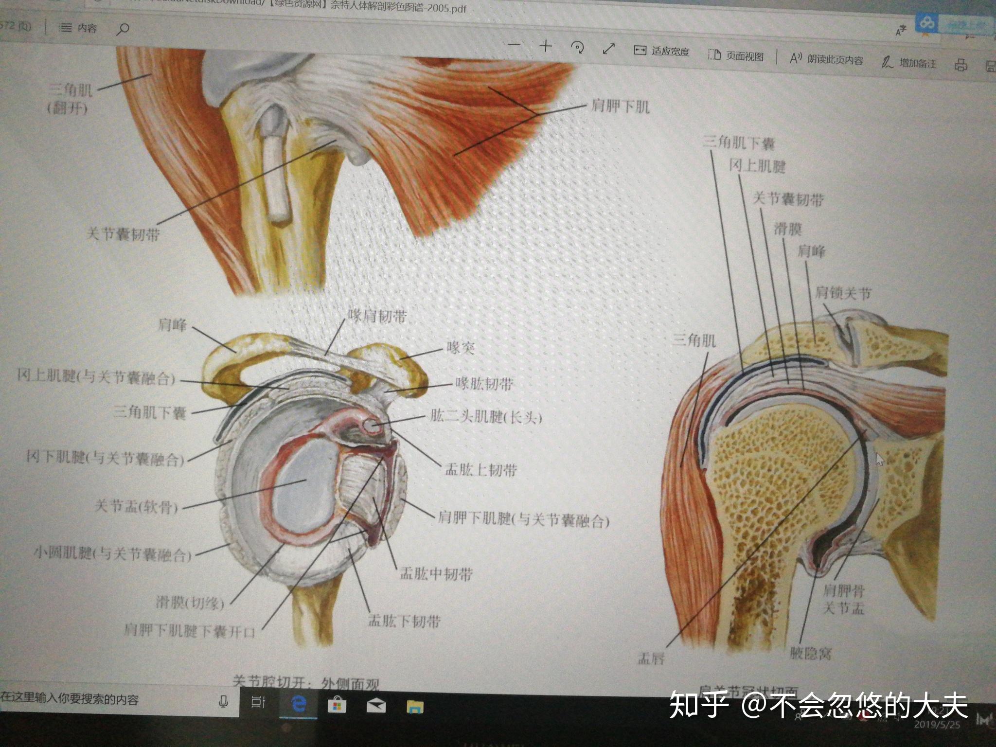 肩锁关节内有没有关节盘