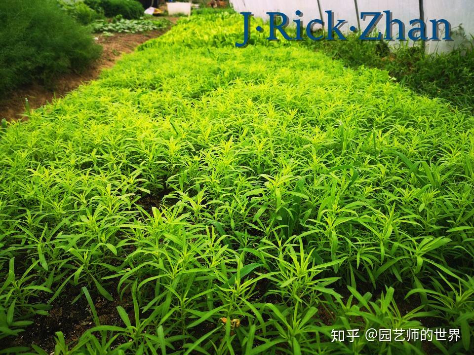 再谈红地肤种植应用技术