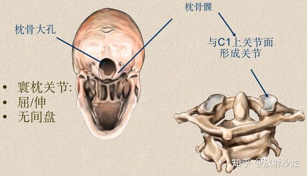 脊柱超详细图文解剖 - 知乎
