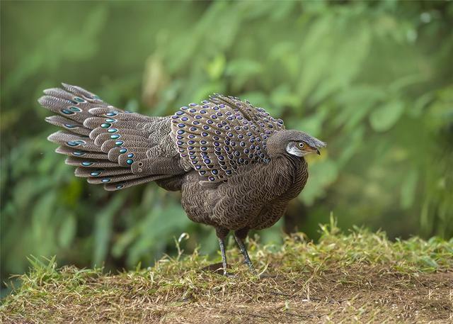 孔雀雉现身海南霸王岭像孔雀又像野鸡被青鼬追捕就钻入密林