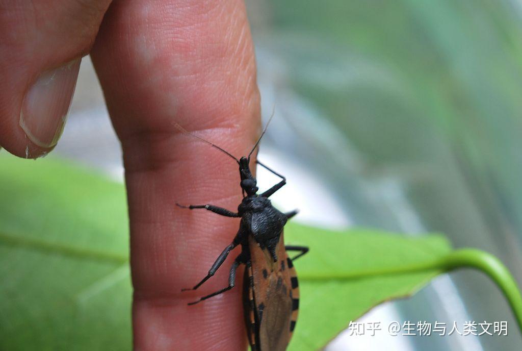 【动物界全系列】猎蝽科—锥猎蝽亚科