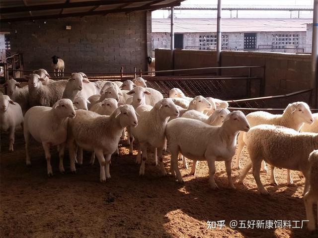 饲料厂家总结的养羊几大误区,避开这些,龙年“发羊财”不在遥远 - 知乎