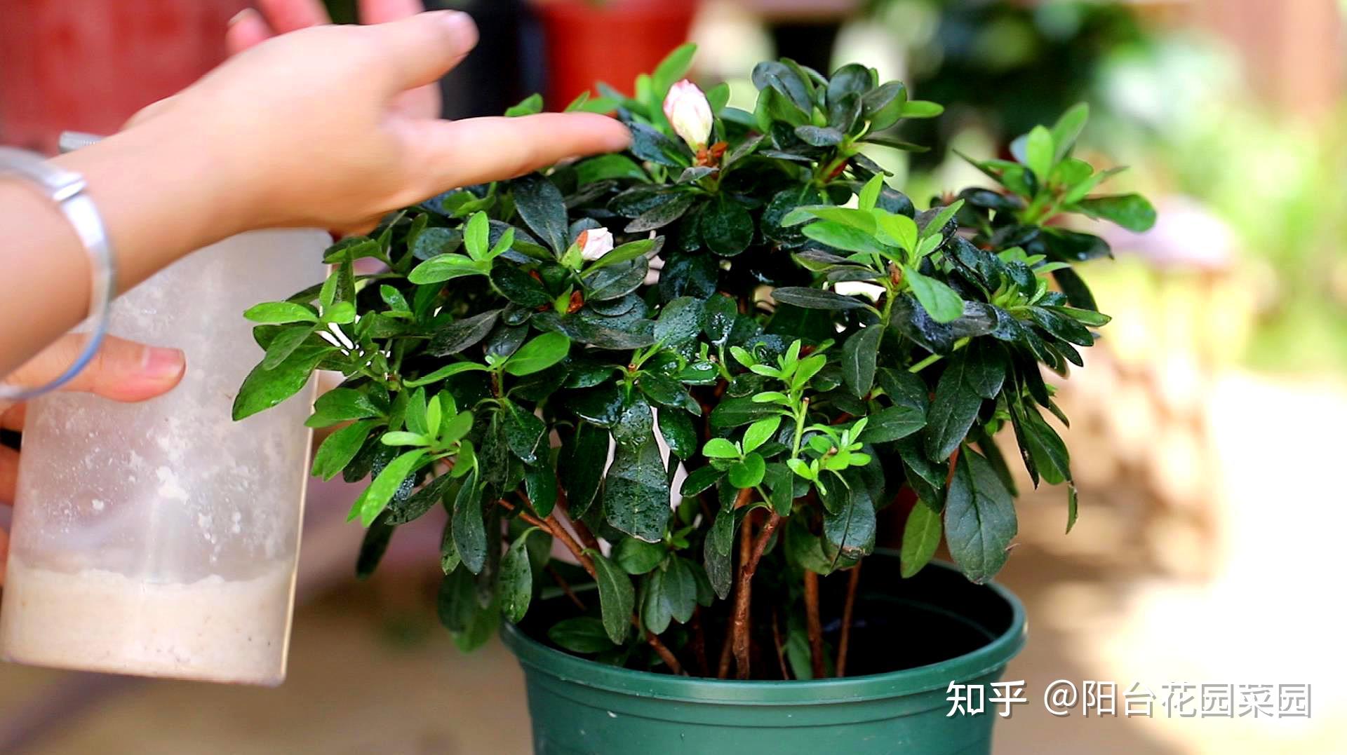 买杜鹃花在哪里买