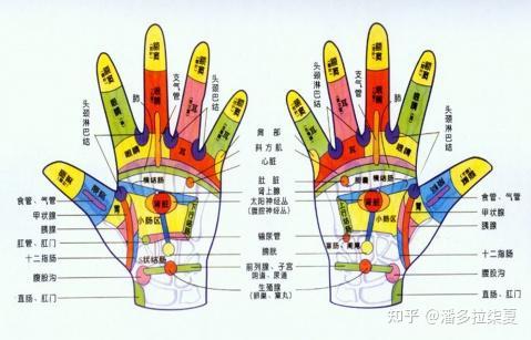 手的作用有哪些图片图片