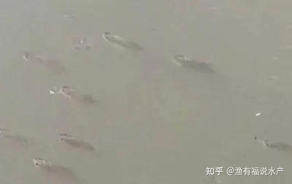 池塘水质浑浊的原因及解决措施 - 知乎