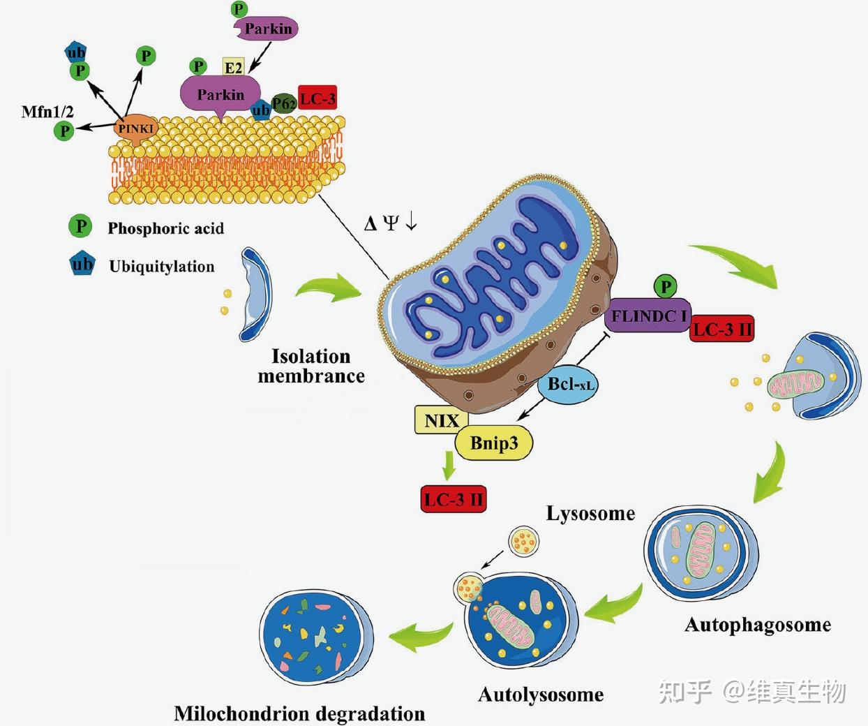 知识分享｜线粒体自噬介绍 - 知乎