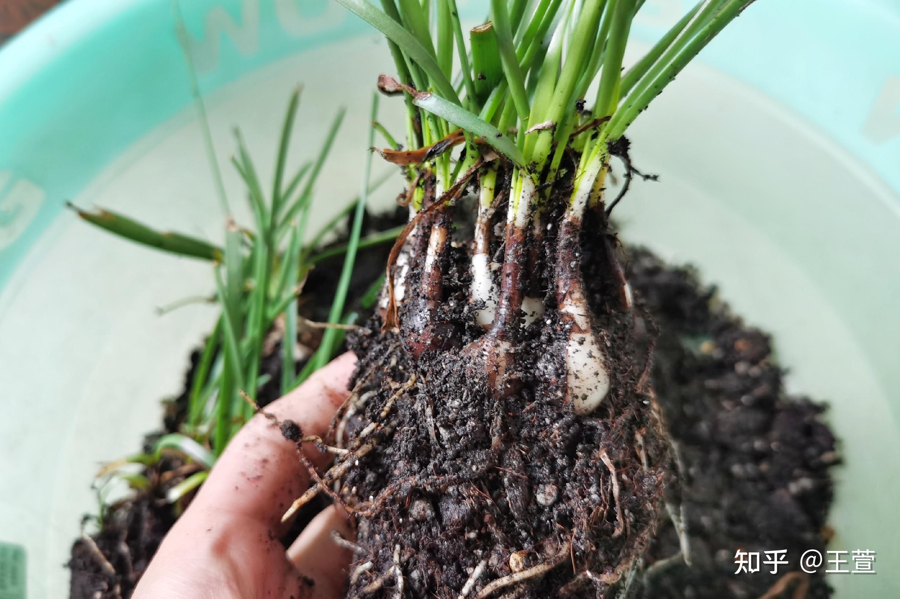 风雨兰是时候翻盆了