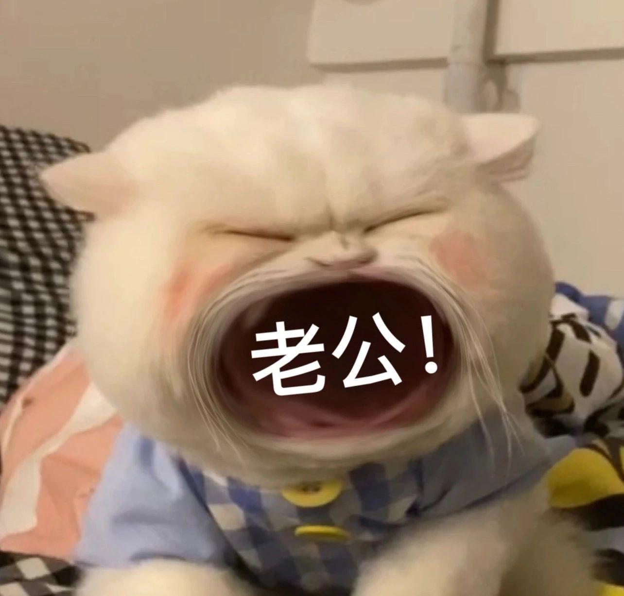有没有大嘴猫咪的表情包