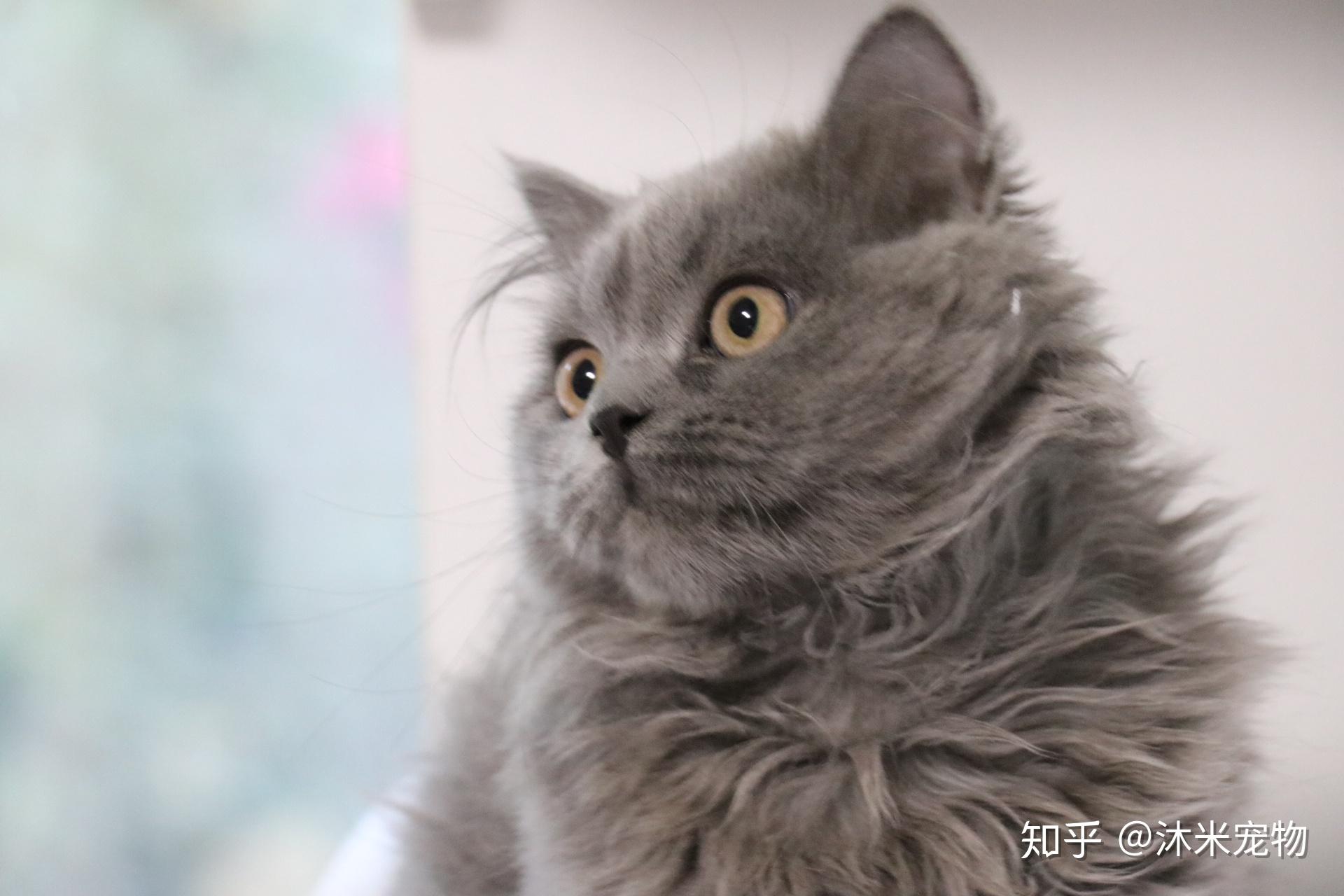 英短蓝猫长毛英长英国短毛猫