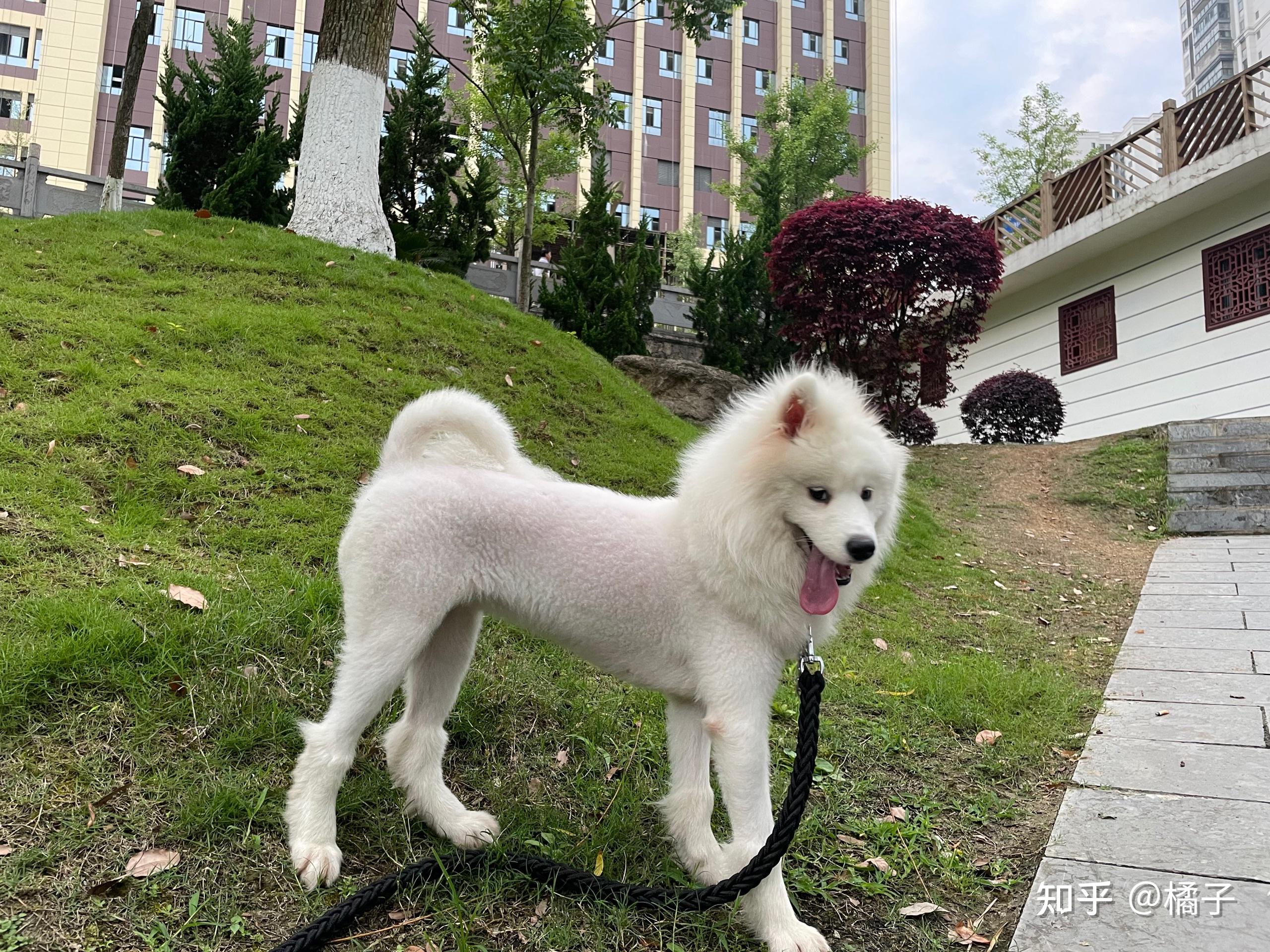 能晒下你家狗狗的大长腿吗?让我羡慕一下? - 知乎