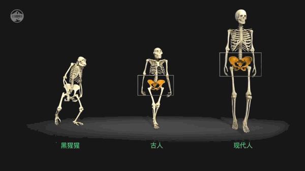 对于直立行走的人类来说,骨盆并不是一个普通的盆,它向上承接着脊椎