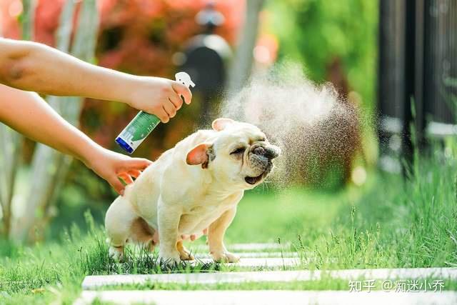 法國鬥牛犬拉稀怎麼辦