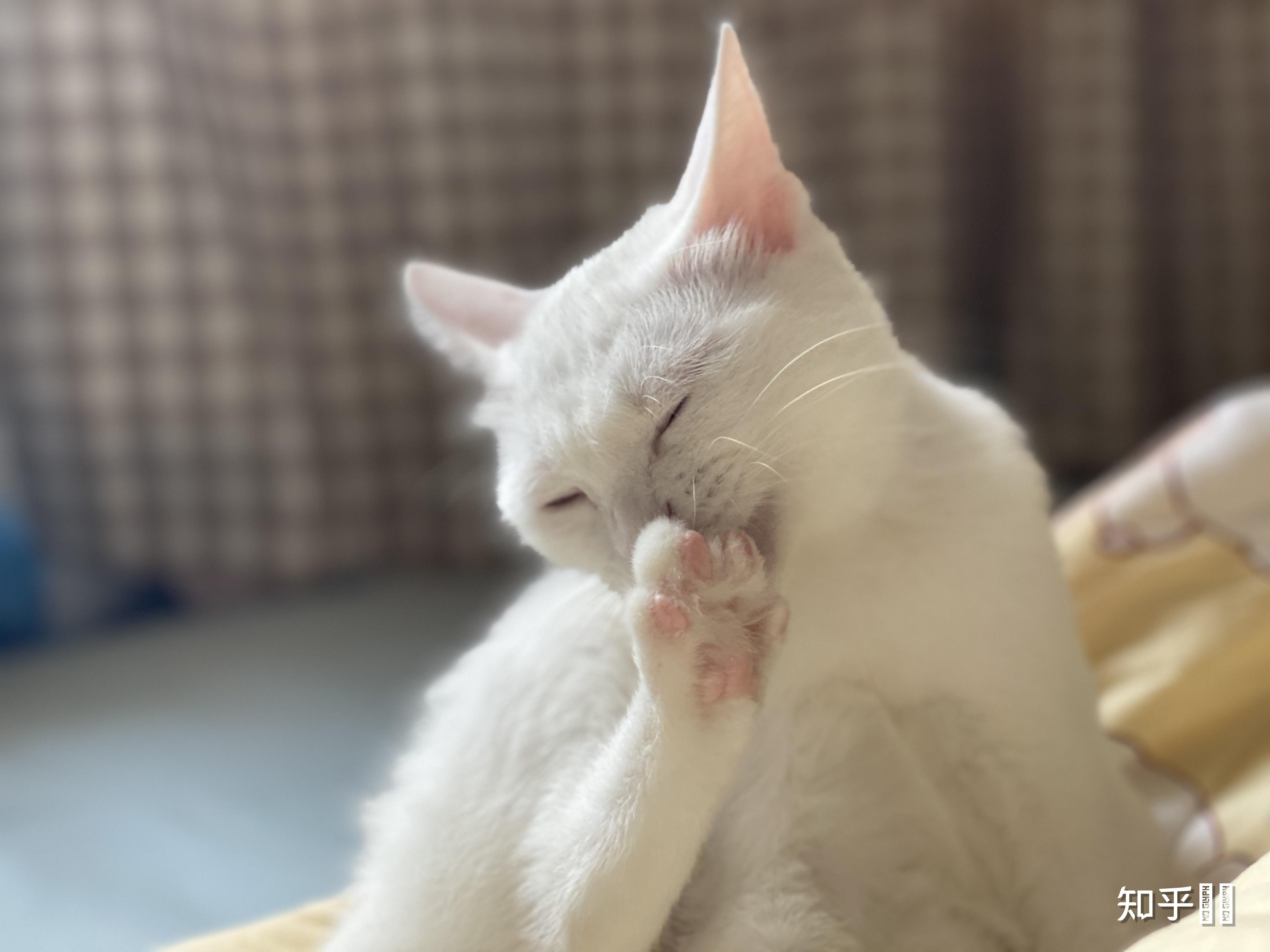 有哪些值得分享的非常可爱的小猫咪