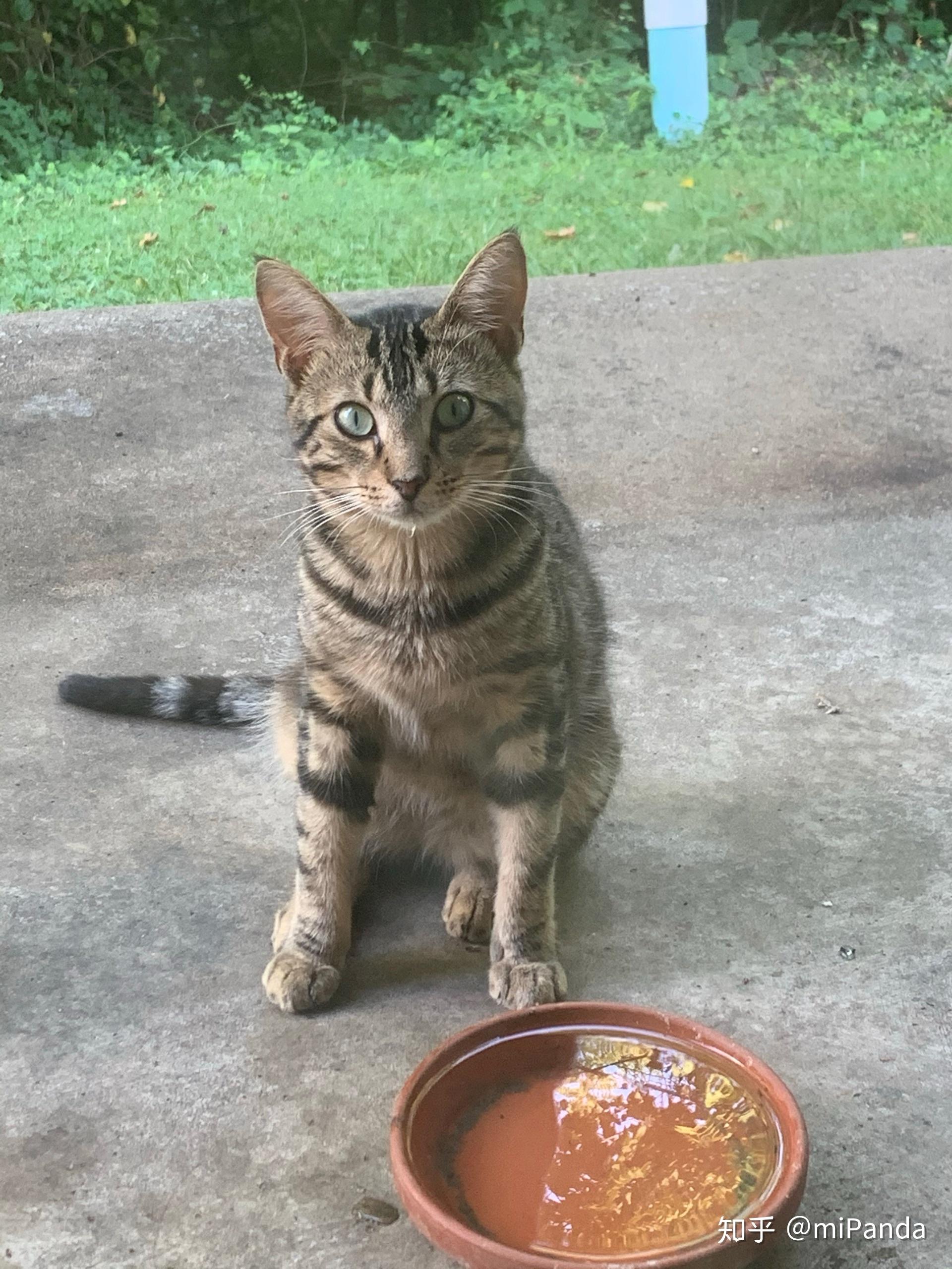 大一点的流浪猫该如何驯化成家猫