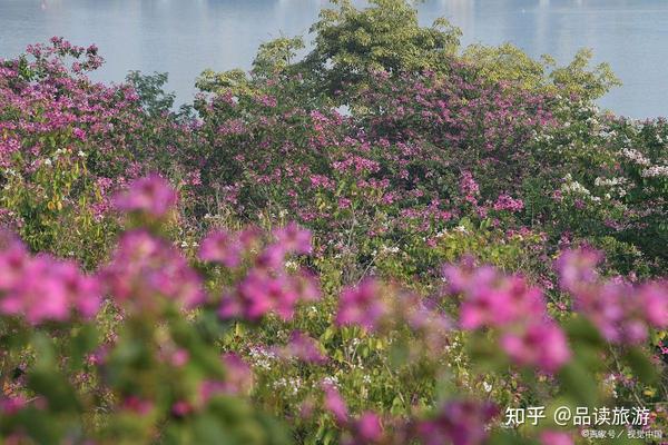风花雪月指的是哪四个地方？很多游玩过云南的人都不知道 - 知乎